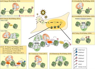 Epigenetic Regulation of Kaposi’s Sarcoma-Associated Herpesvirus Latency